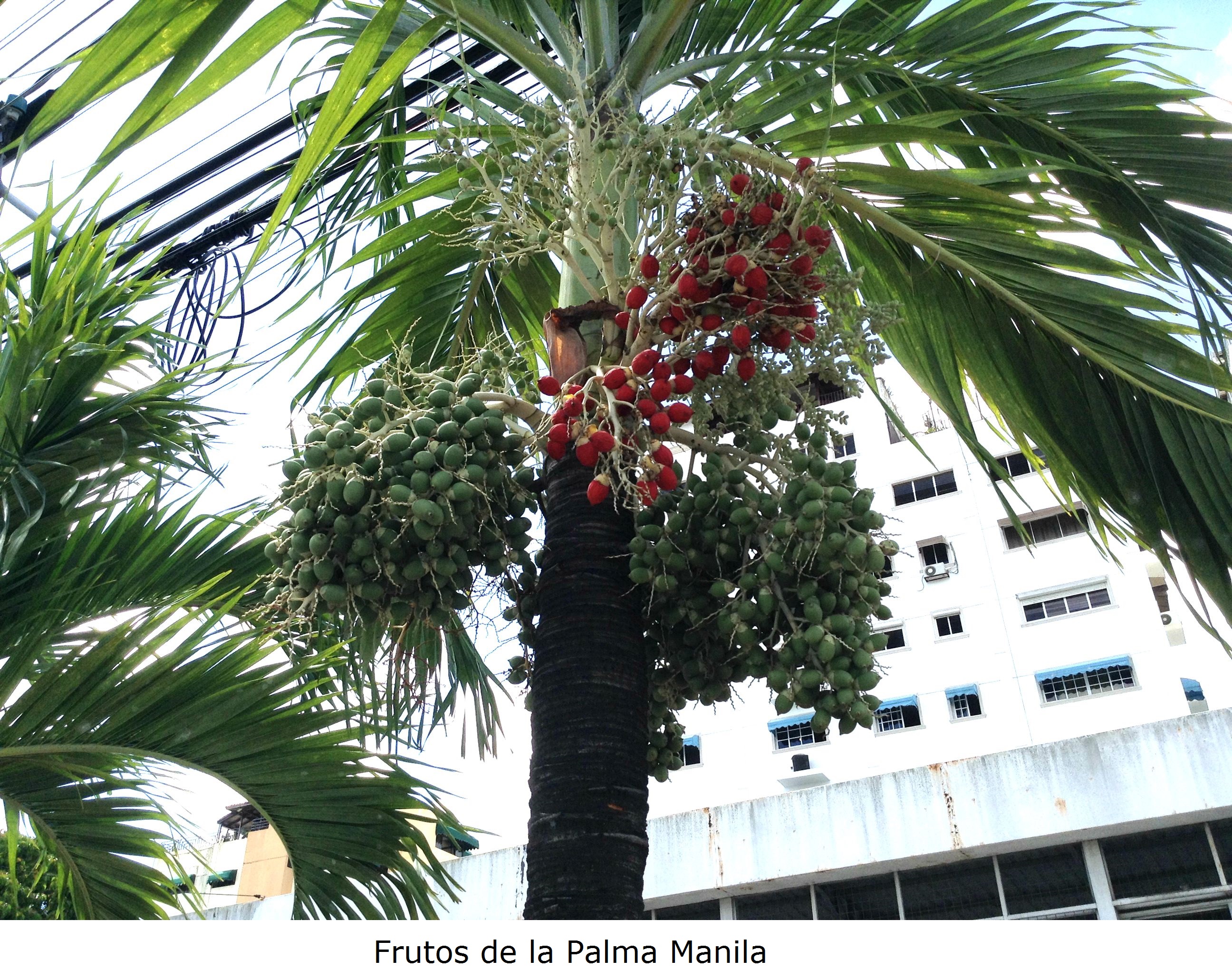 Frutos de la Palma Manila