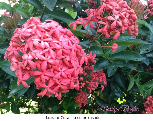 Ixora o Coralillo color rosado