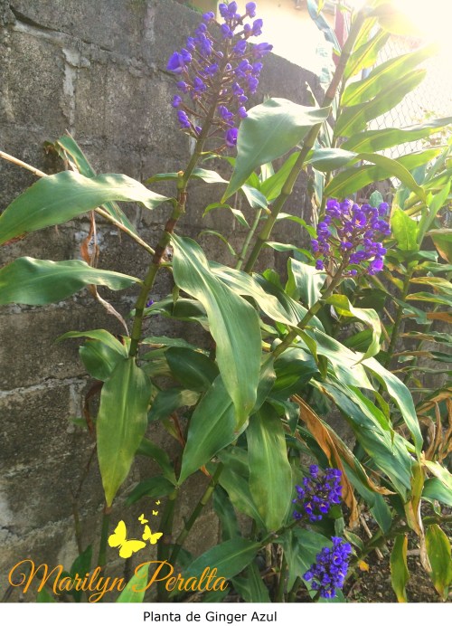 Planta de Ginger Azul