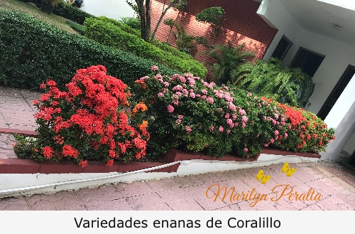Variedades enanas de Coralillo