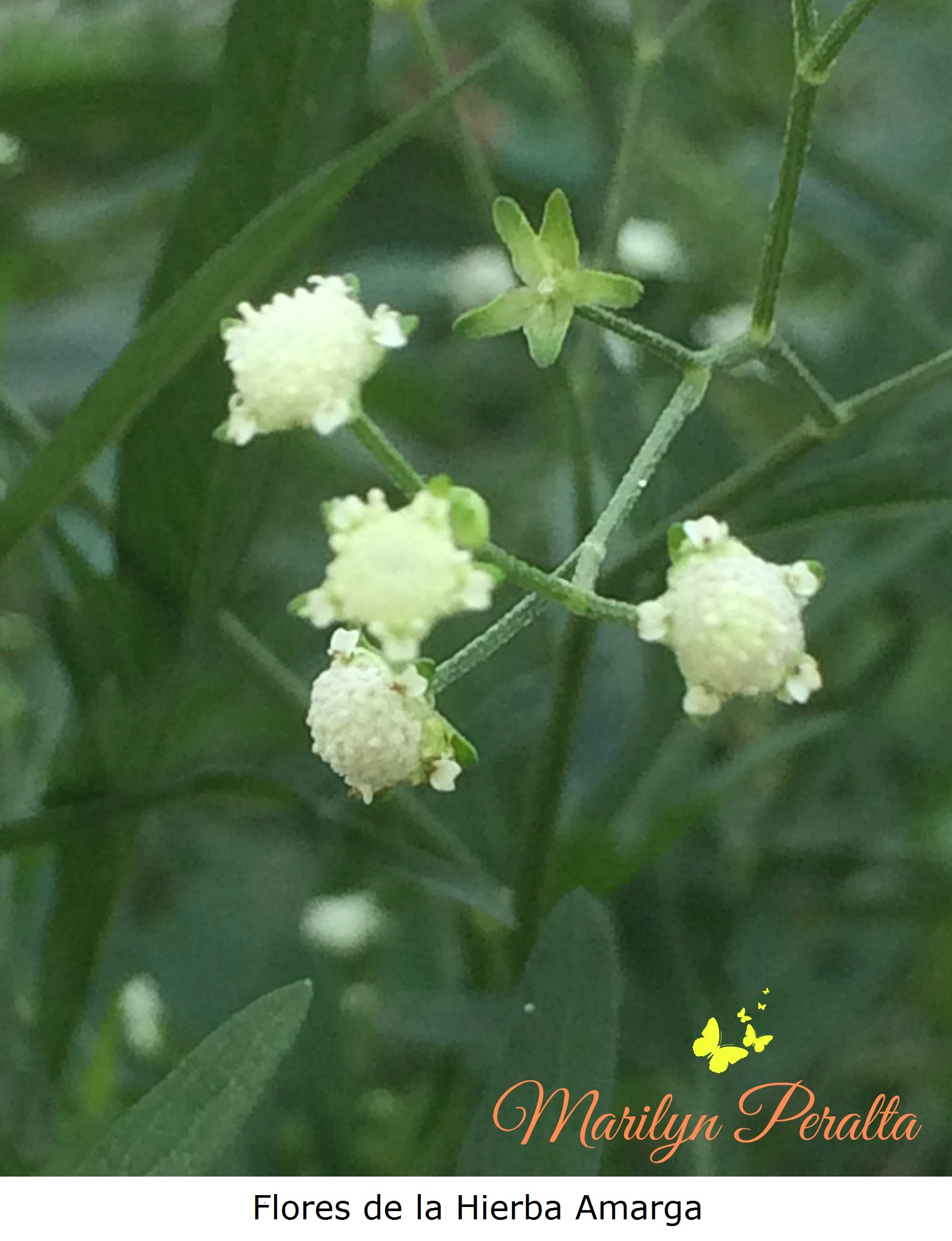 Flores de la Hierba amarga