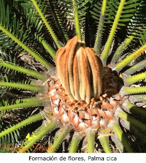 Formación de flores de Palma cica