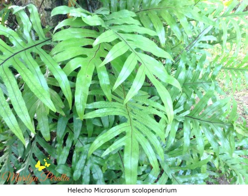 Helecho Microsorum scolopendrium