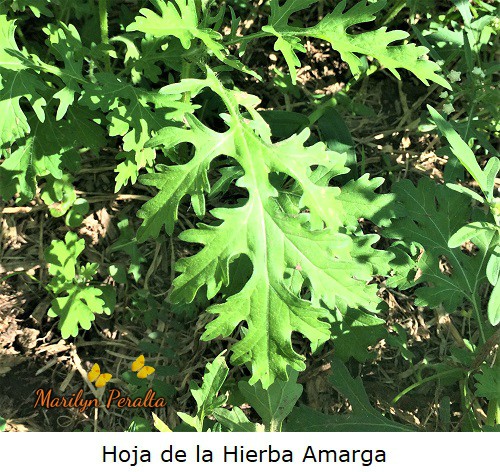 Hoja de la Hierba amarga