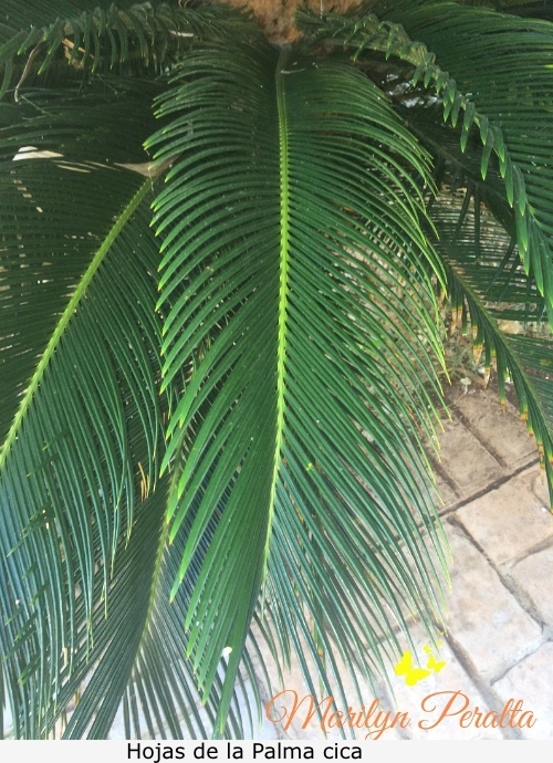 Hoja de la Palma cica (1) (1)