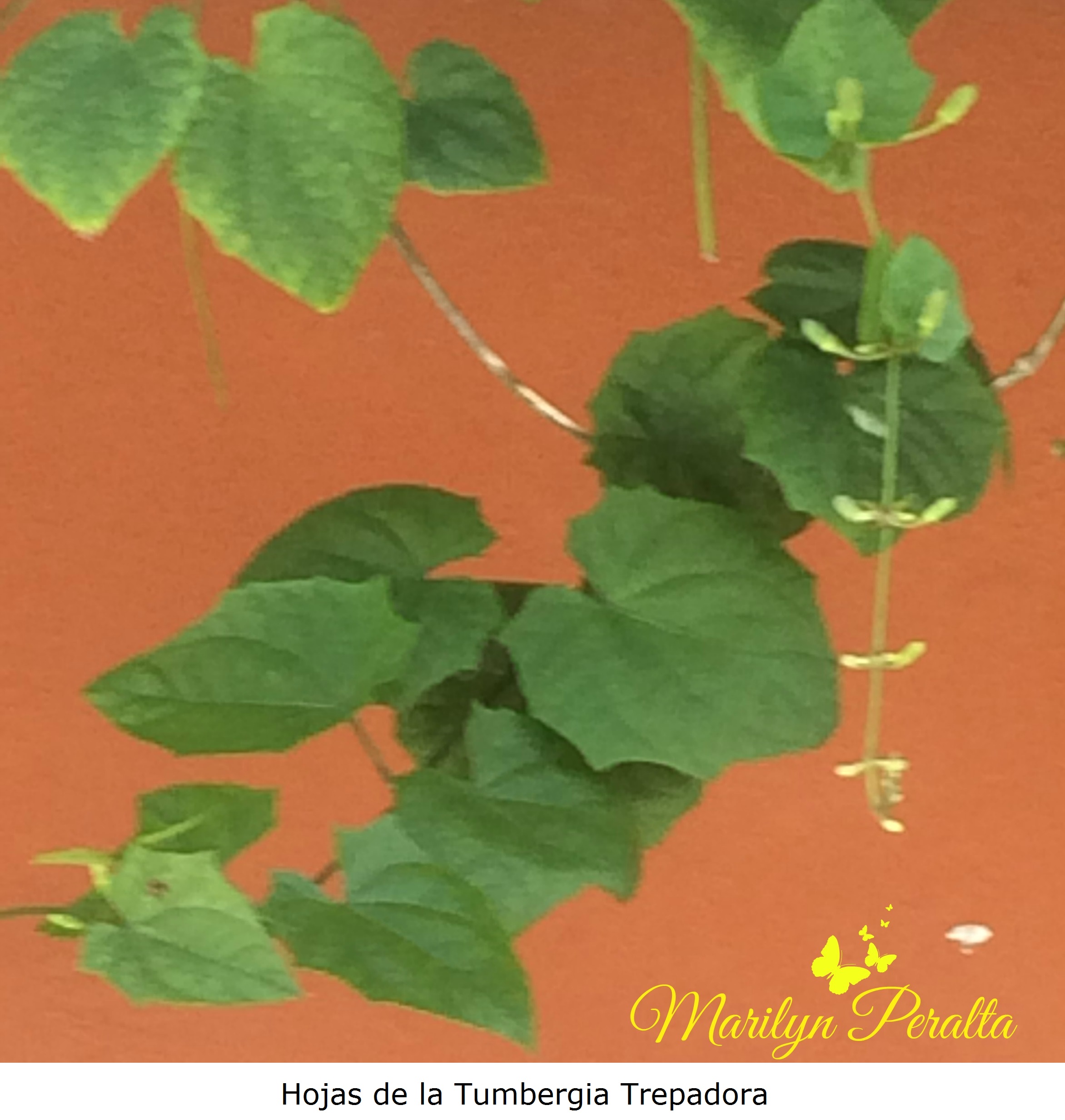 Hojas de la Tumbergia Trepadora