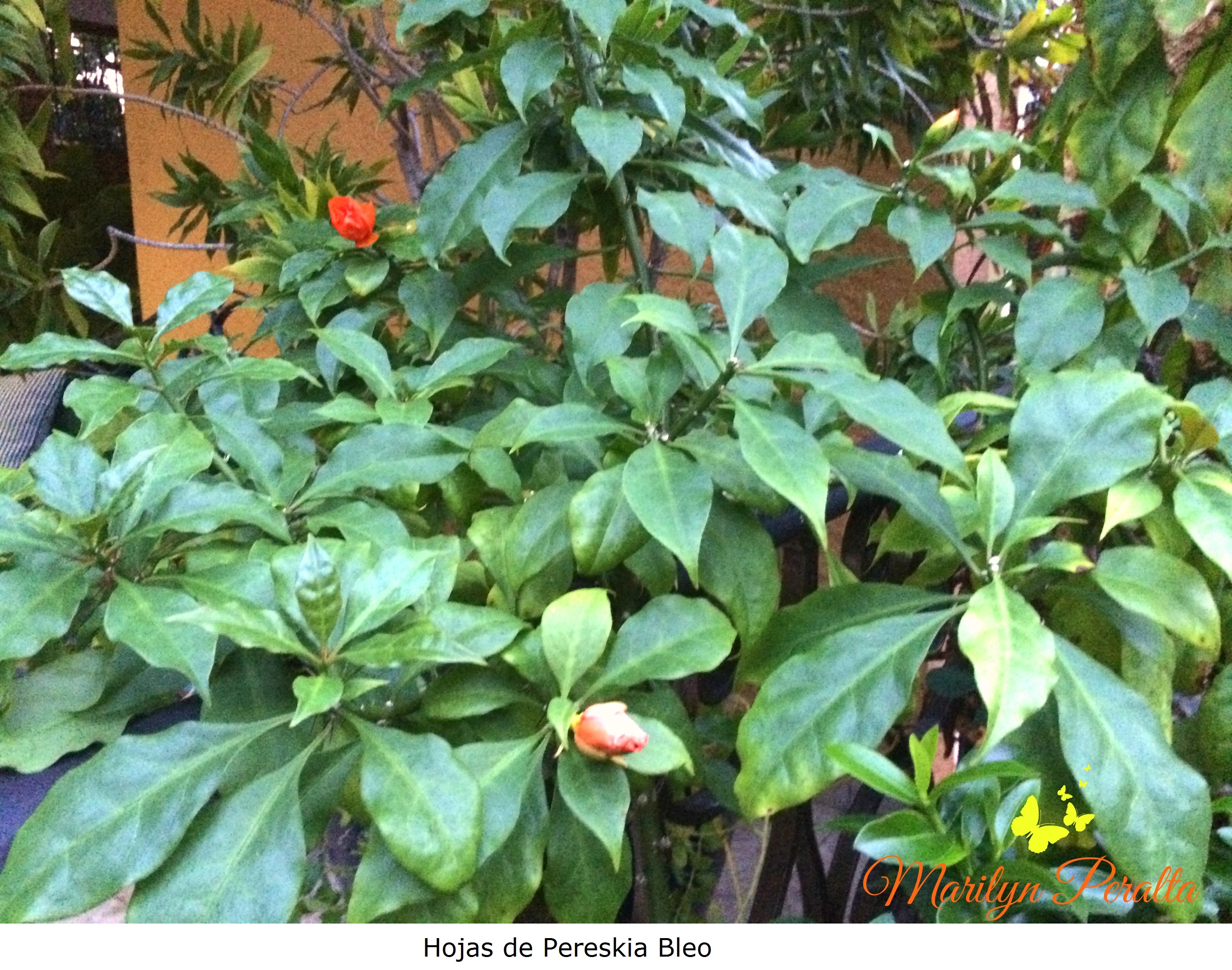 Hojas de Pereskia Bleo