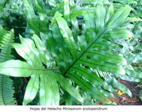 Hojas del helecho Microsorum scolopendrium