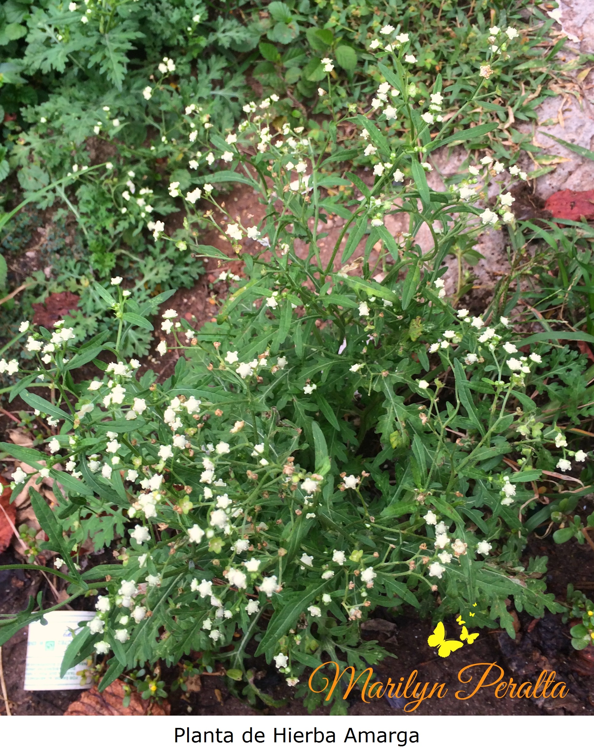 Planta de Hierba amarga