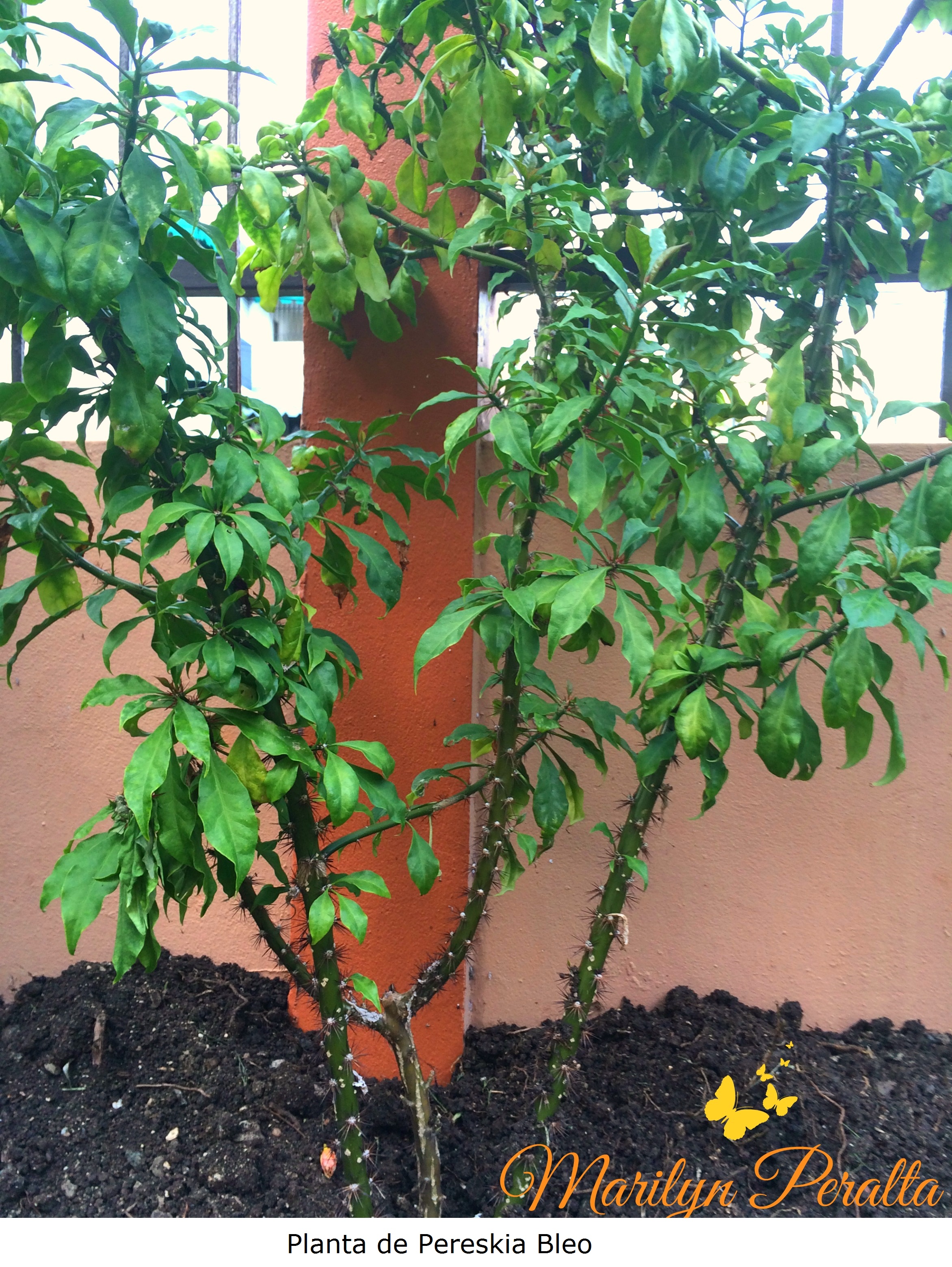 Planta de Pereskia Bleo