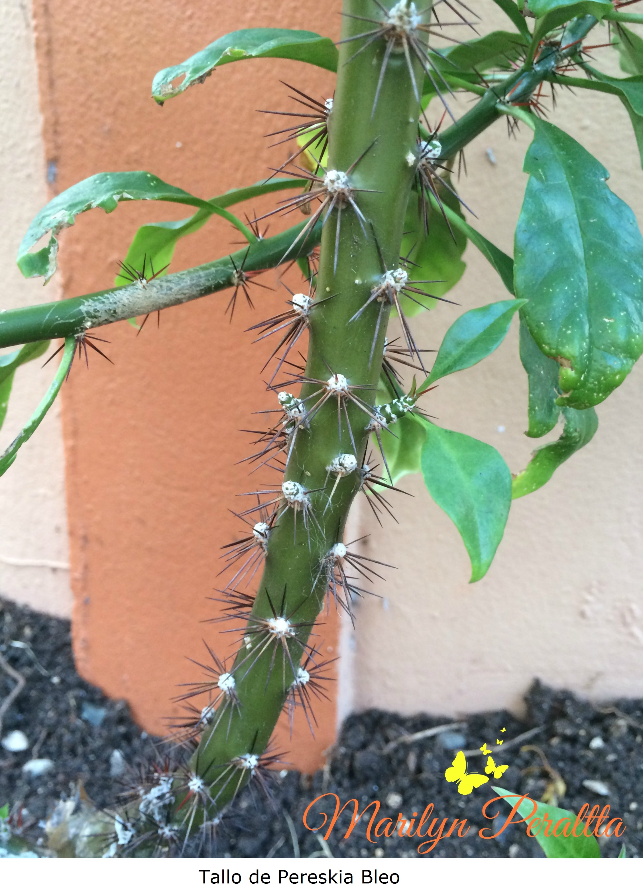 Tallo de Pereskia Bleo