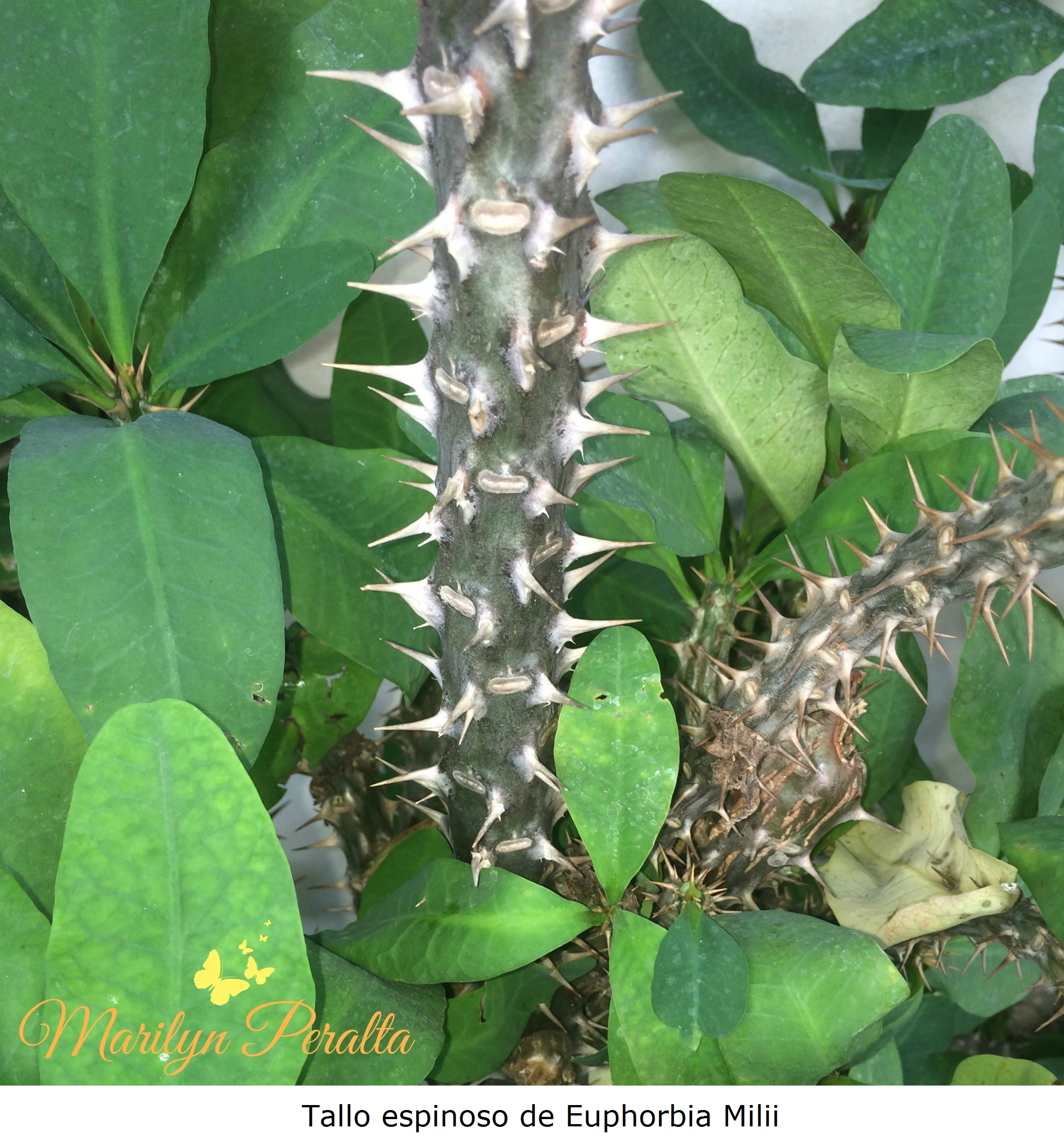 Tallo Espinoso - Tú y Yo o Euphorbia milii