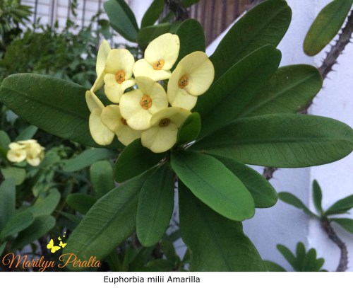 Tú y Yo o Euphorbia milii Amarilla