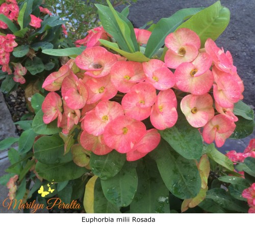 Tú y Yo o Euphorbia milii Rosada