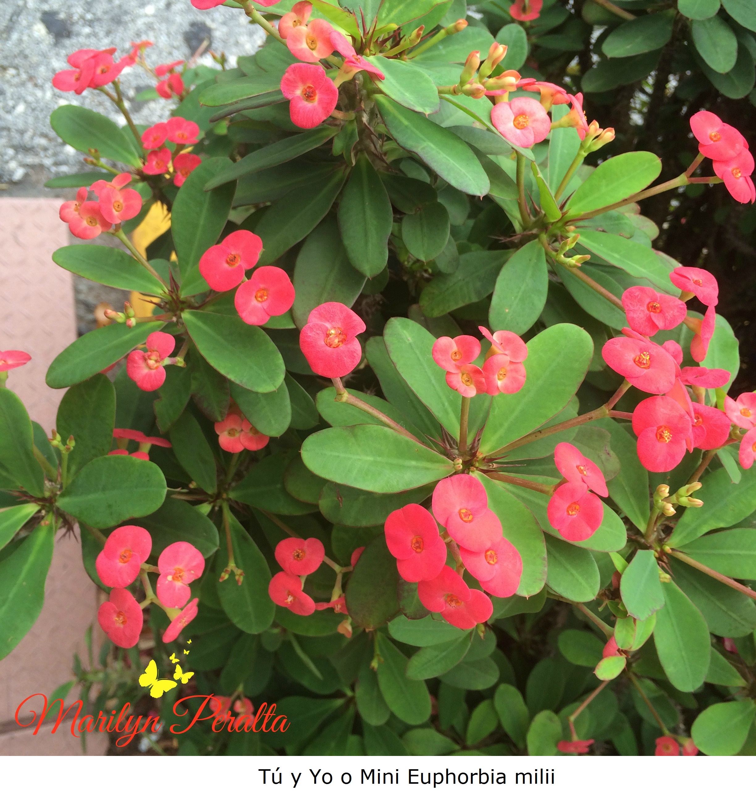 Tú y Yo o Mini Euphorbia milii