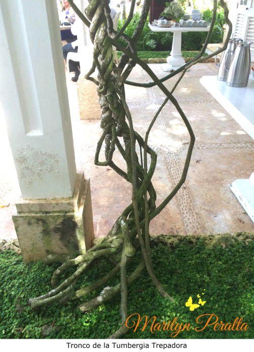 Tronco de la Tumbergia Trepadora