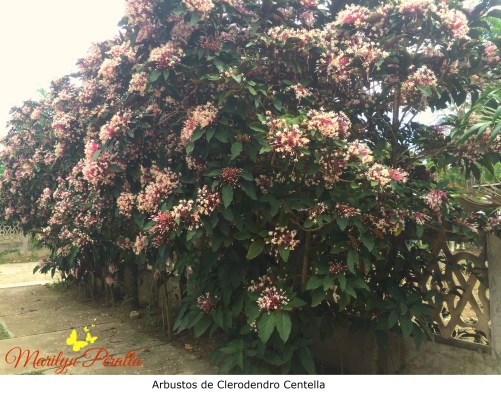 Arbustos de Clerodendro Centella