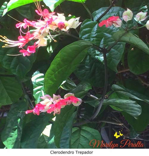 Clerodendro trepador