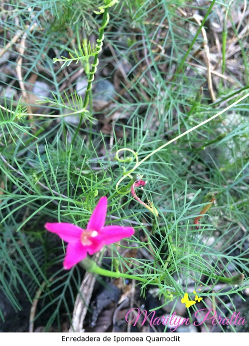 Enredadera de Ipomoea Quamoclit