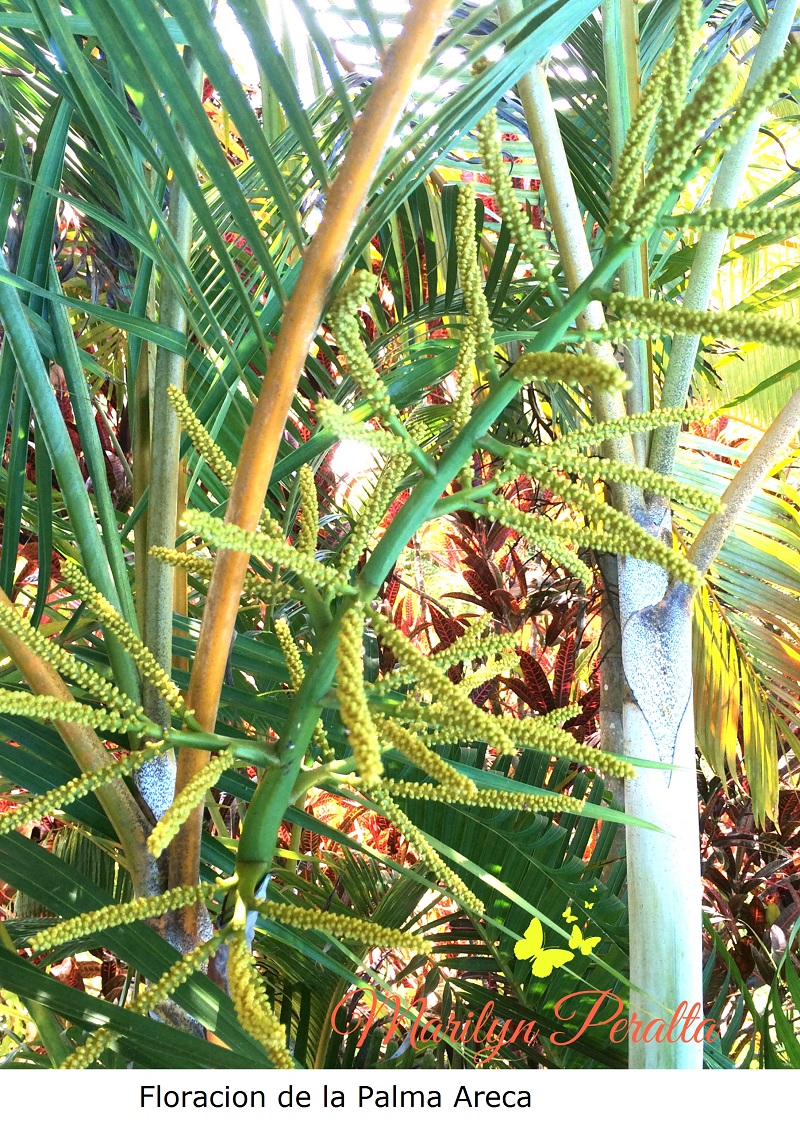 Floración de la Palma Areca