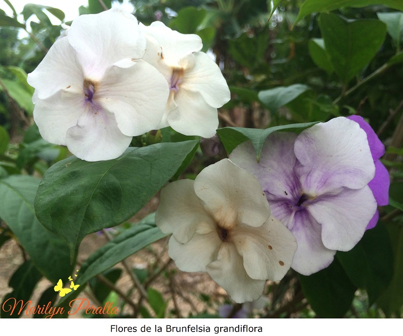 Flores de la Brunfelsia grandiflora