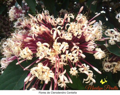Flores del Clerodendro Centella