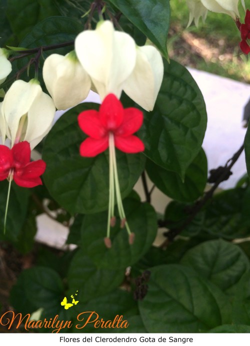 Flores del Clerodendro Gota de Sangre