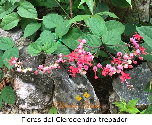 Flores del clerodendro trepador