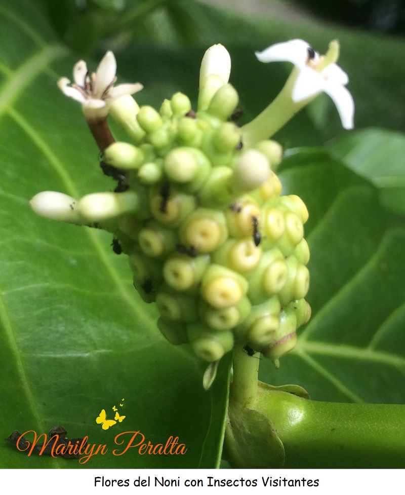 Flores del Noni