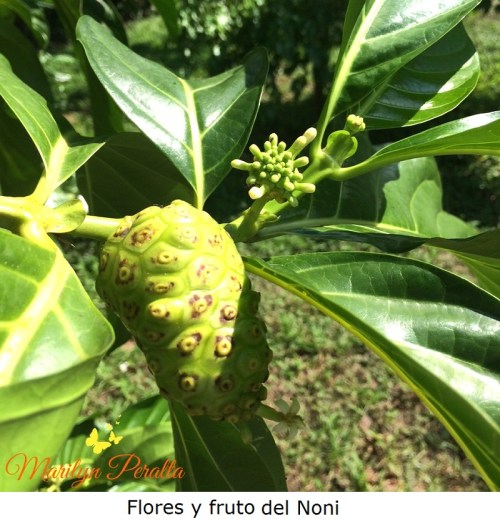 Flores y frutos del Noni