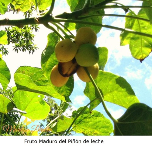 Fruto maduro del Piñón de Leche