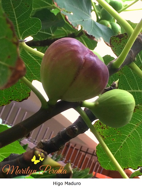 Higo Maduro