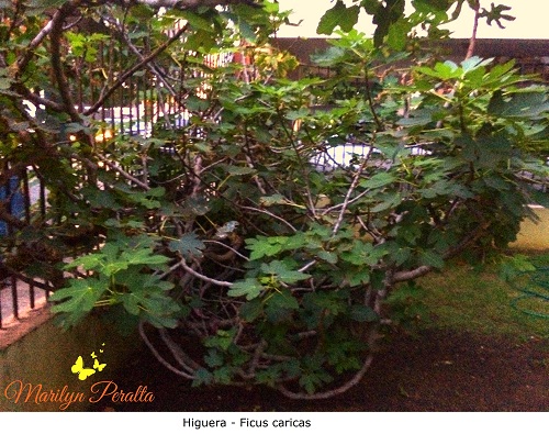 Higuera - Ficus carica