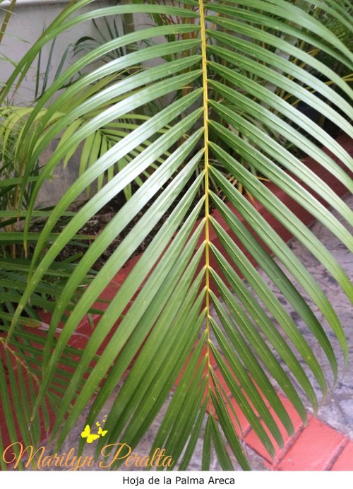Hoja de la Palma Areca