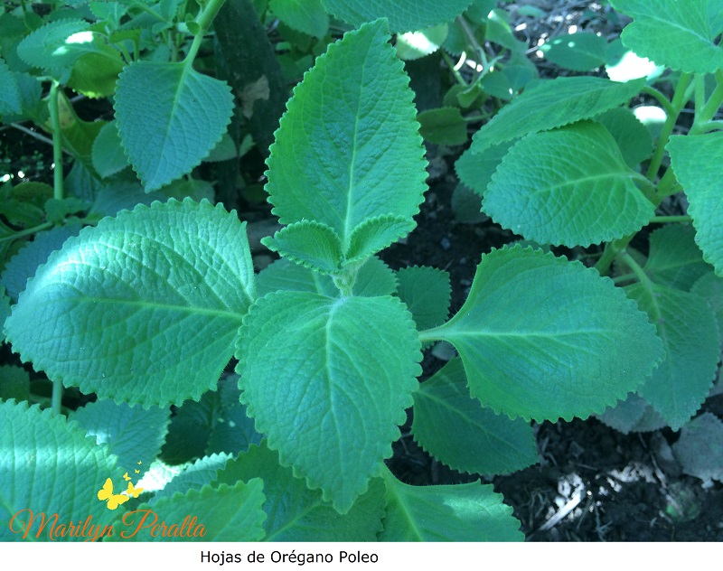 Hojas de Orégano Poleo