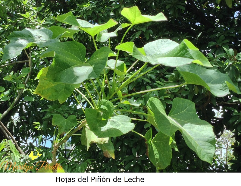 Piñón de Leche – Arboles y Flores en República Dominicana