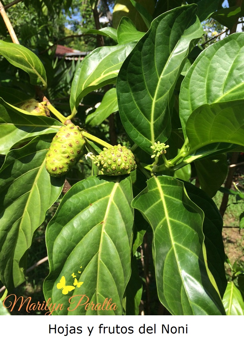 Hojas y frutos de Noni