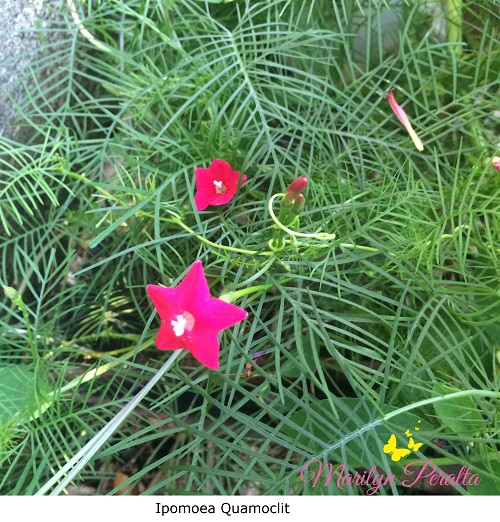 Ipomoea Quamolclit