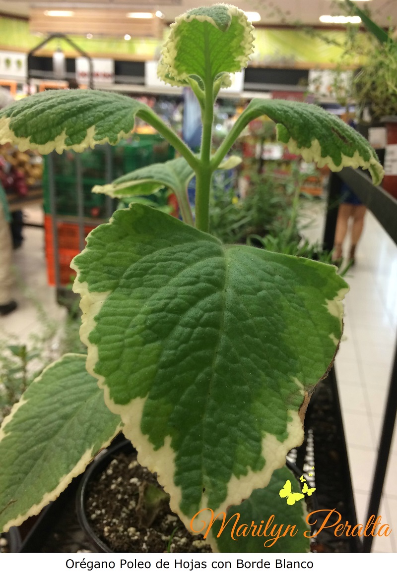oregano-poleo-con-bordes-blancos