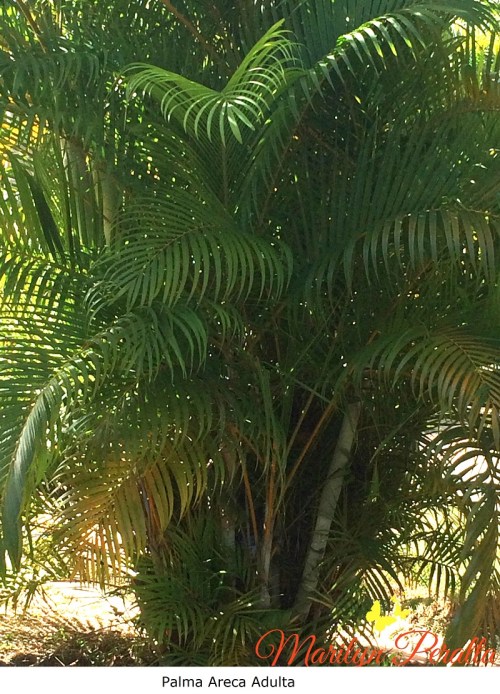 Palma Areca adulta
