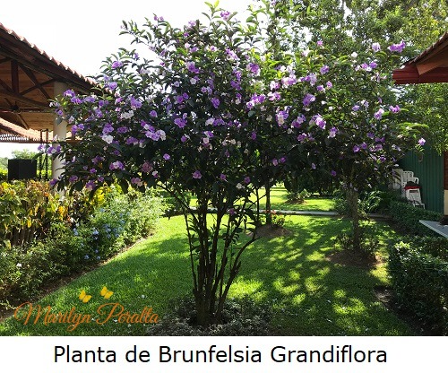 Planta de Brunfelsia grandiflora 1