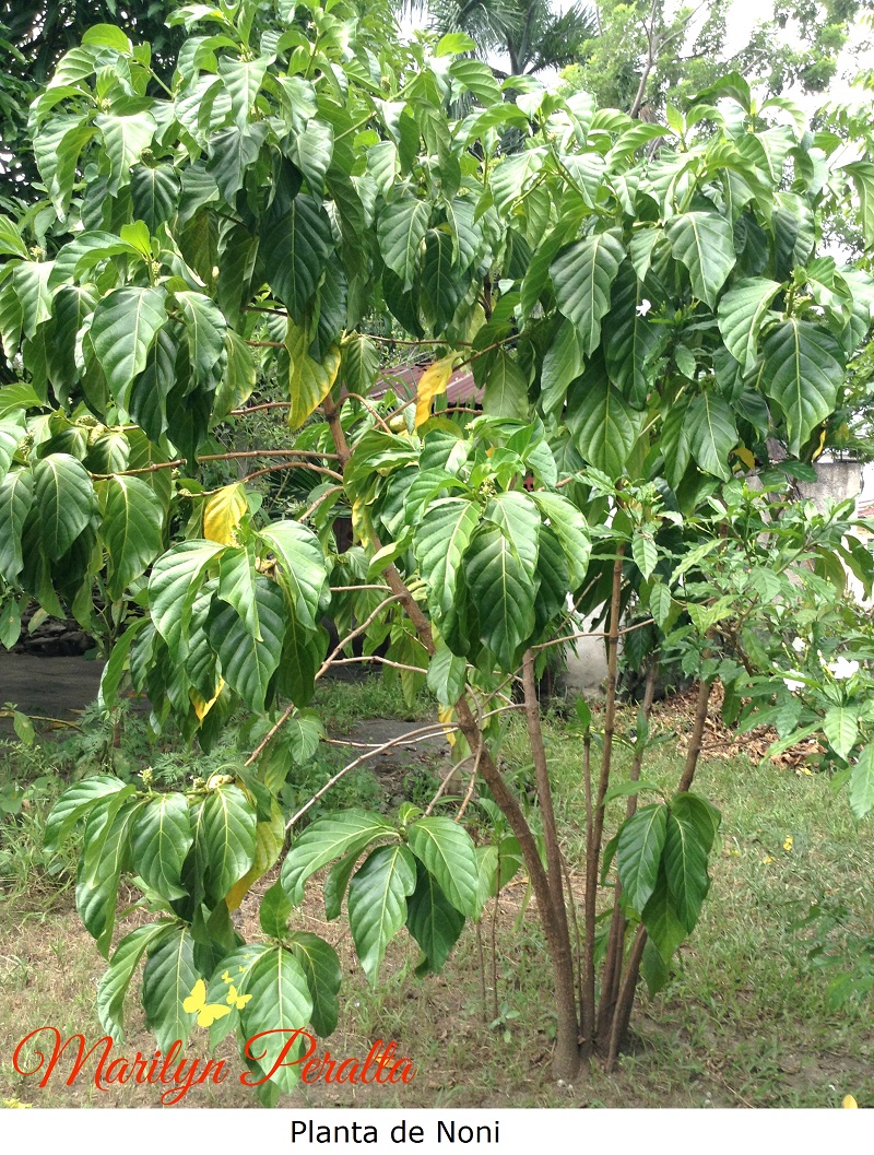 Planta de Noni