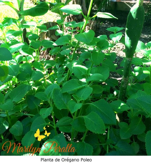Planta de Orégano Poleo