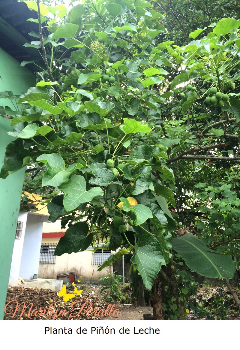 Piñón de Leche – Arboles y Flores en República Dominicana