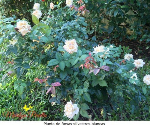 Planta de Rosas silvestres blancas