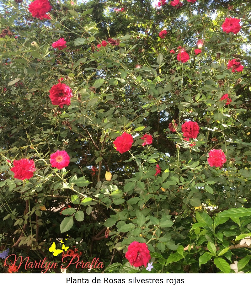 Planta de Rosas silvestres rojas