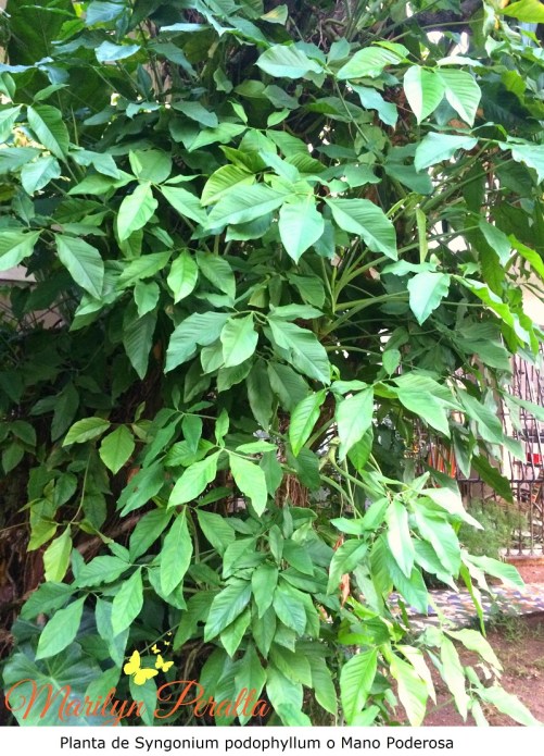 Planta de Syngonium podophyllum o Mano Poderosa