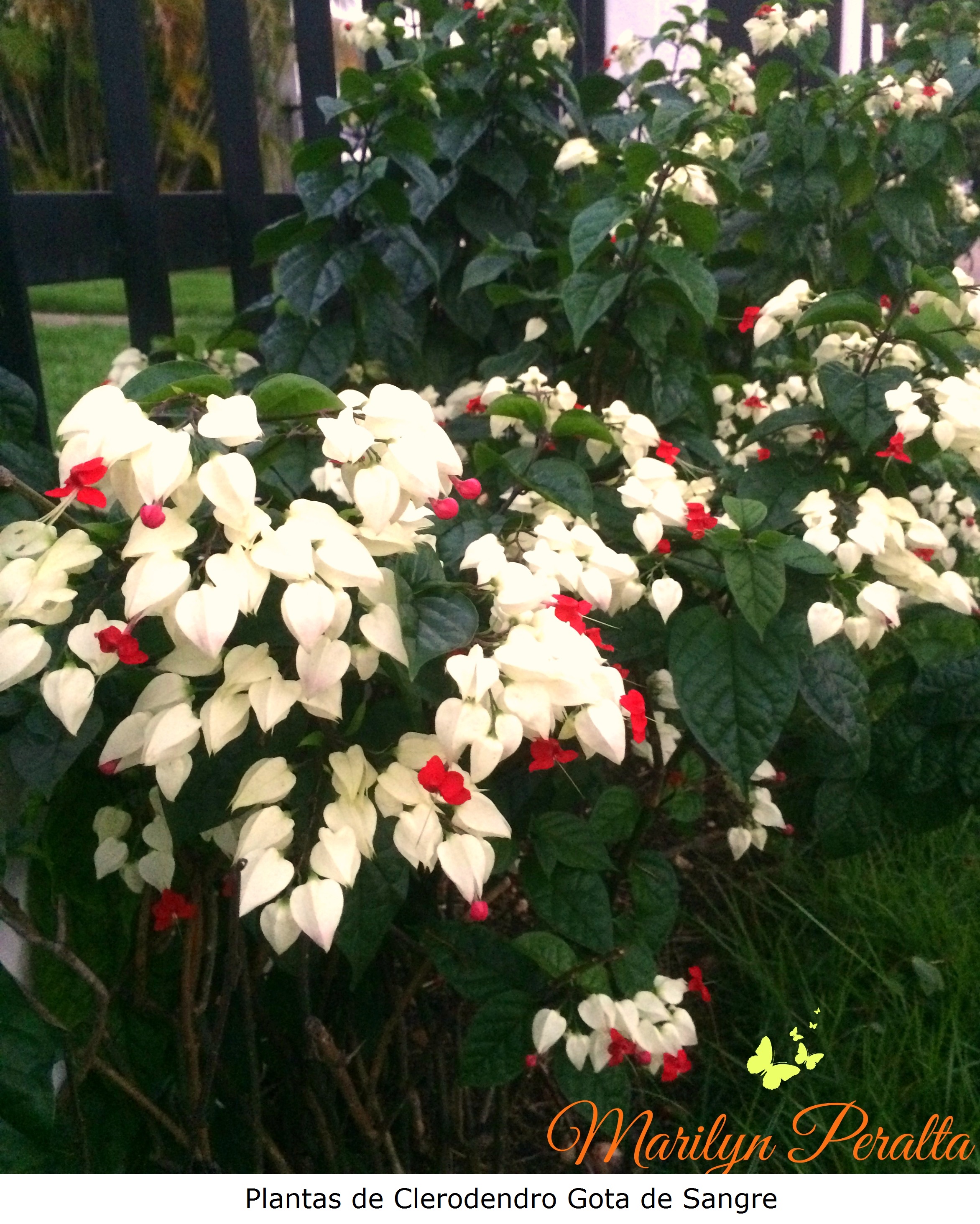 Plantas de Clerodendro Gota de Sangre