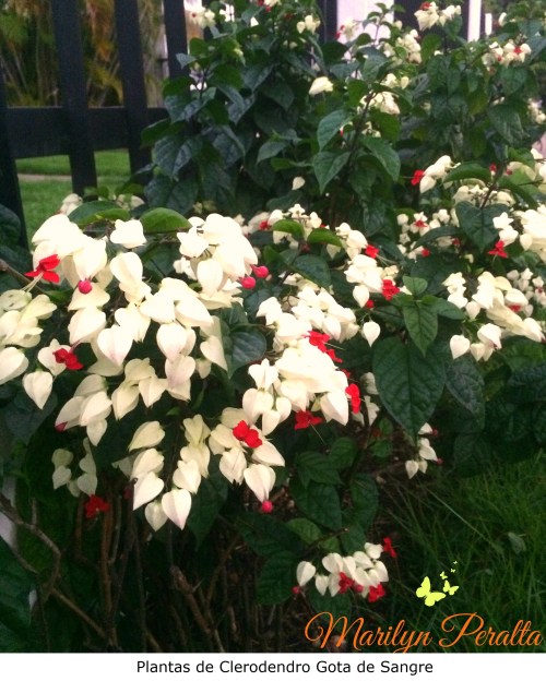 Plantas de Clerodendro Gota de Sangre
