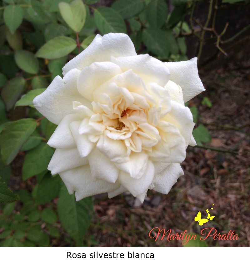 Rosa silvestre blanca